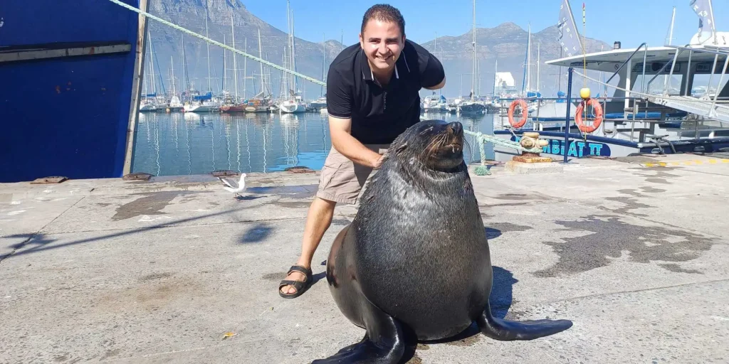 Visit seal colony Cape Town | Travel Guide